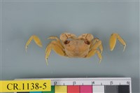 藏品(斑點擬相手蟹)的圖片